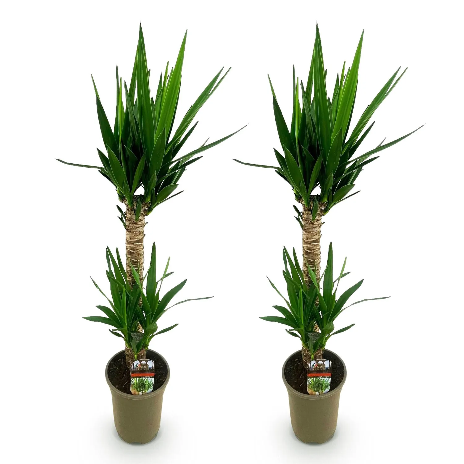 Plant and Stories Elephantipes yucca plante 120 cm 1 plante