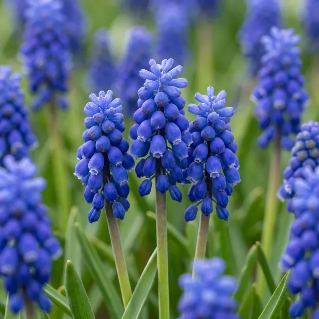 Plant and Stories Muscari Arménie bulbes calibre 7/8 bleu