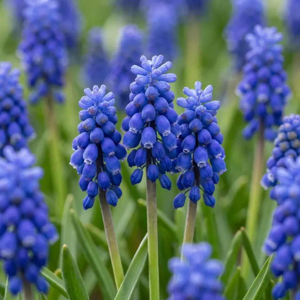 Plant and Stories Muscari Arménie bulbes calibre 7/8 bleu