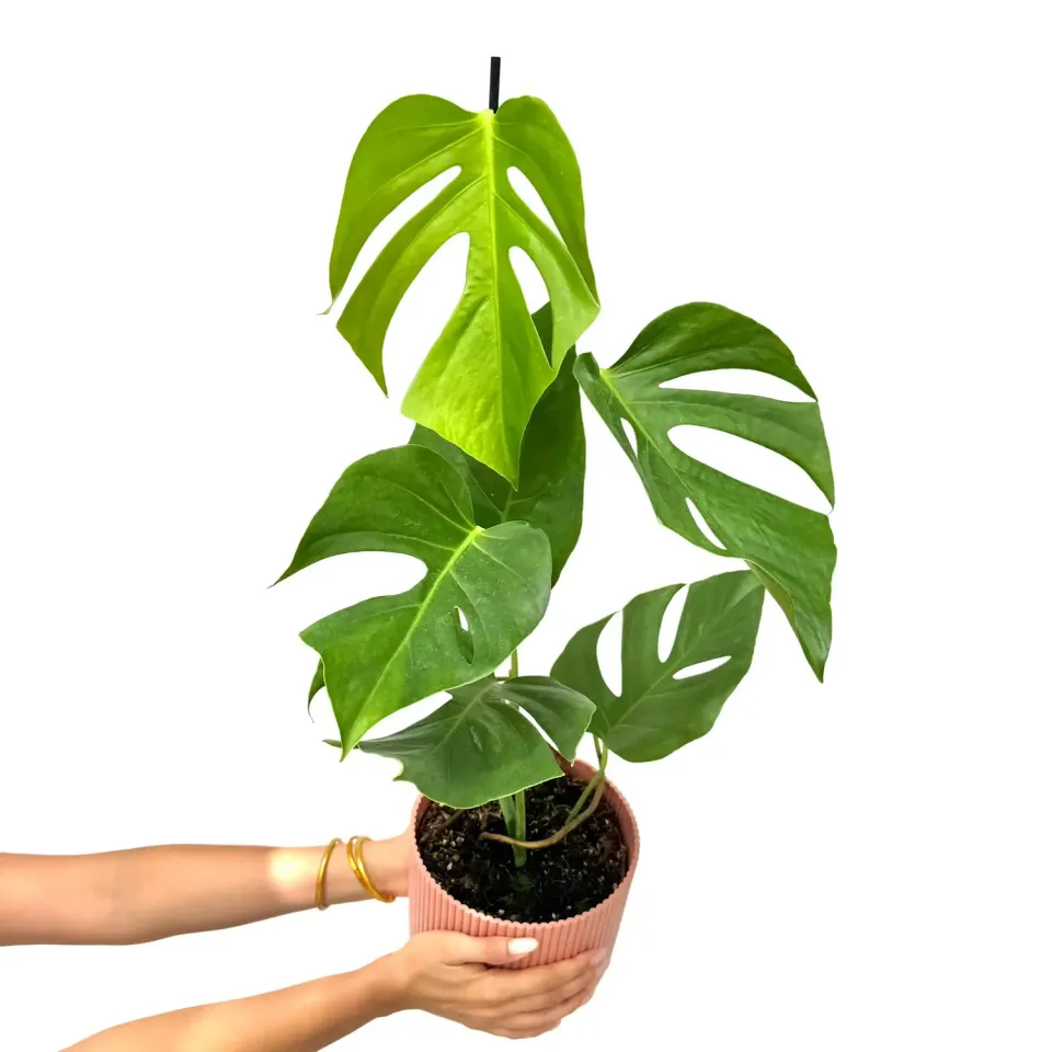 Plant and Stories Monstera Deliciosa Sierrana plante pot 17cm découpée