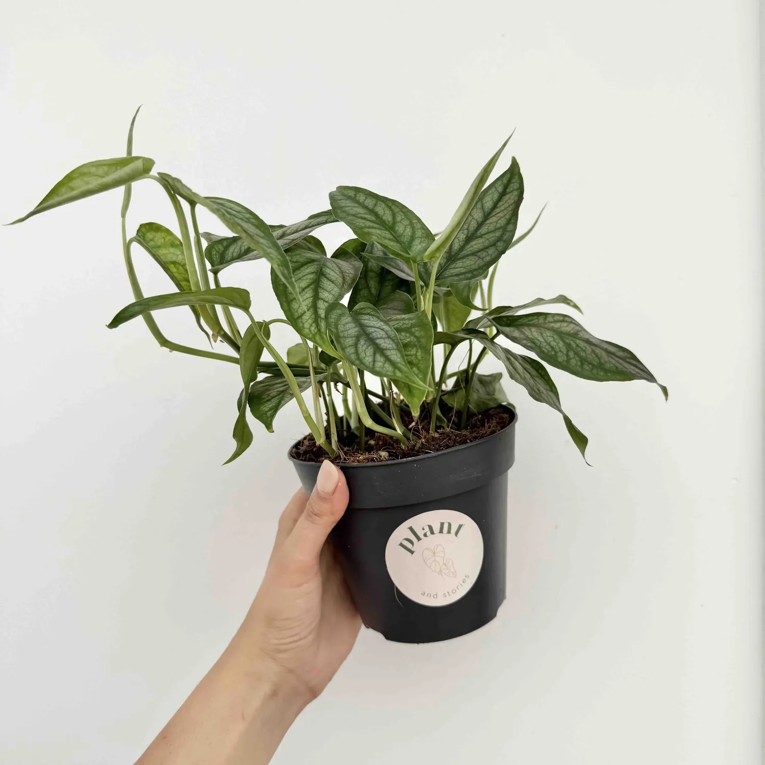 Plant and Stories Monstera Siltepecana plante intérieur pot 6 cm