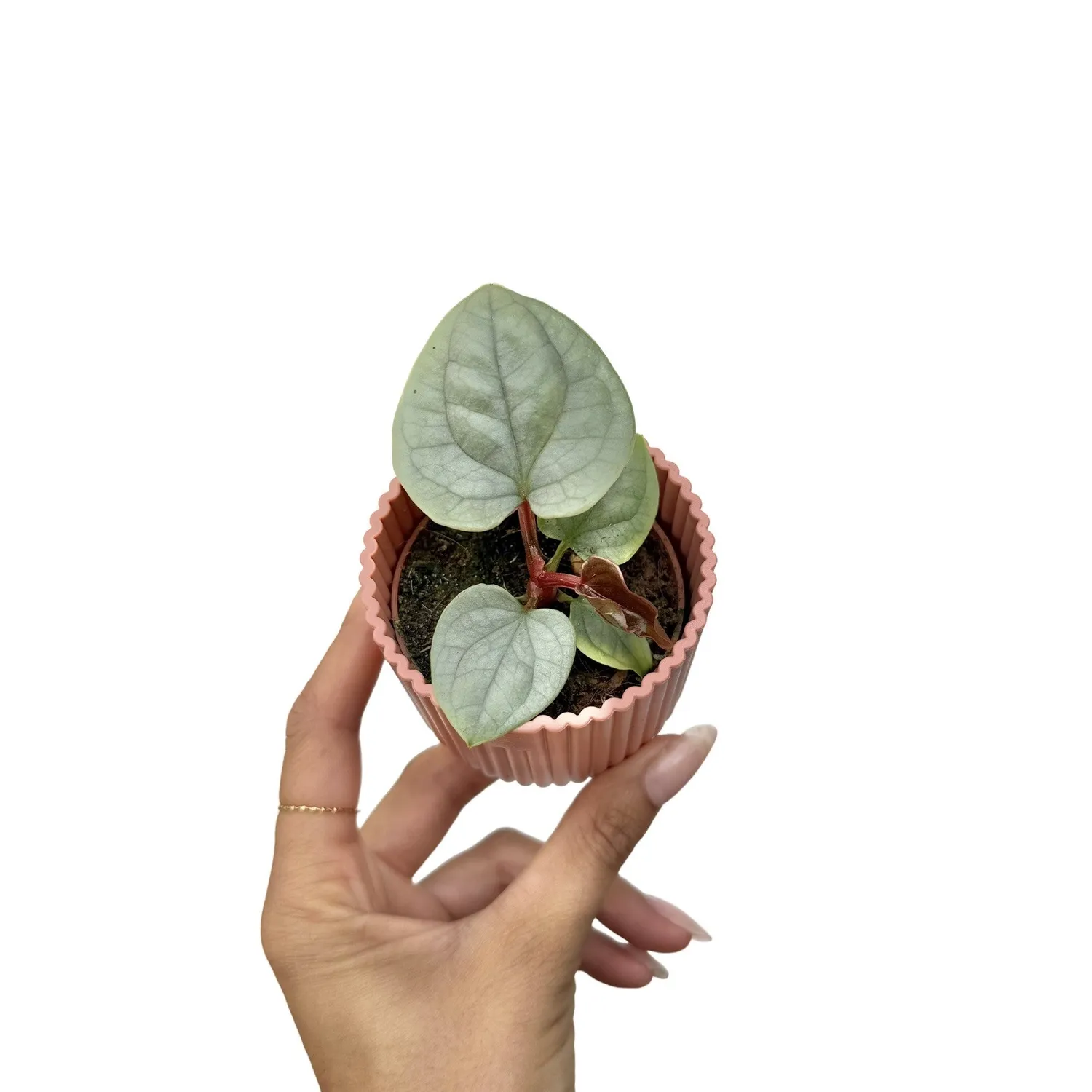Plant and Stories Anthurium Luxurians plante pot 6 cm bullée