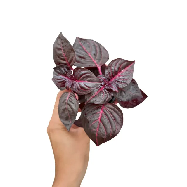 Plant and Stories Herbstii iresine plante intérieur pot 6cm rouge