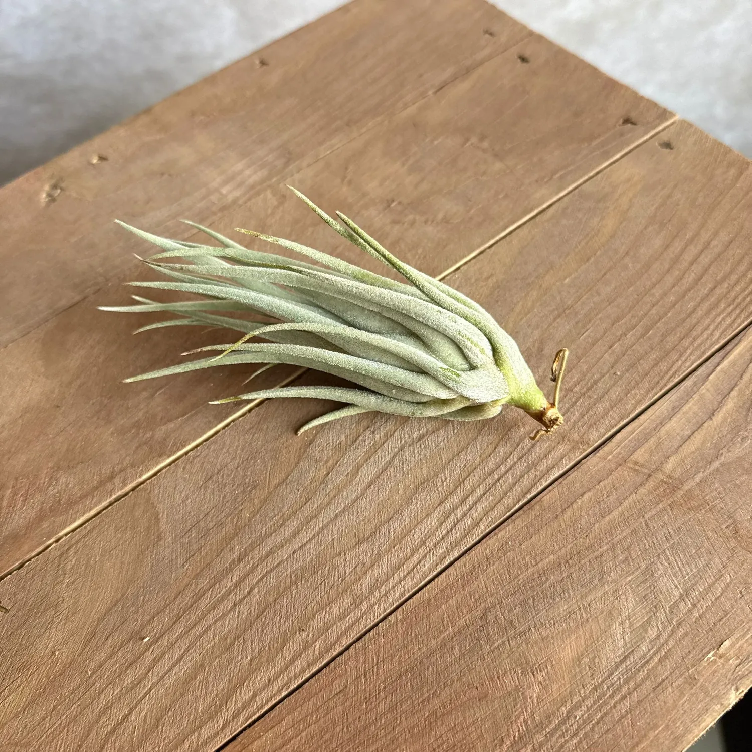 Airplantshop Mitlaensis plante aérienne grise 12 cm