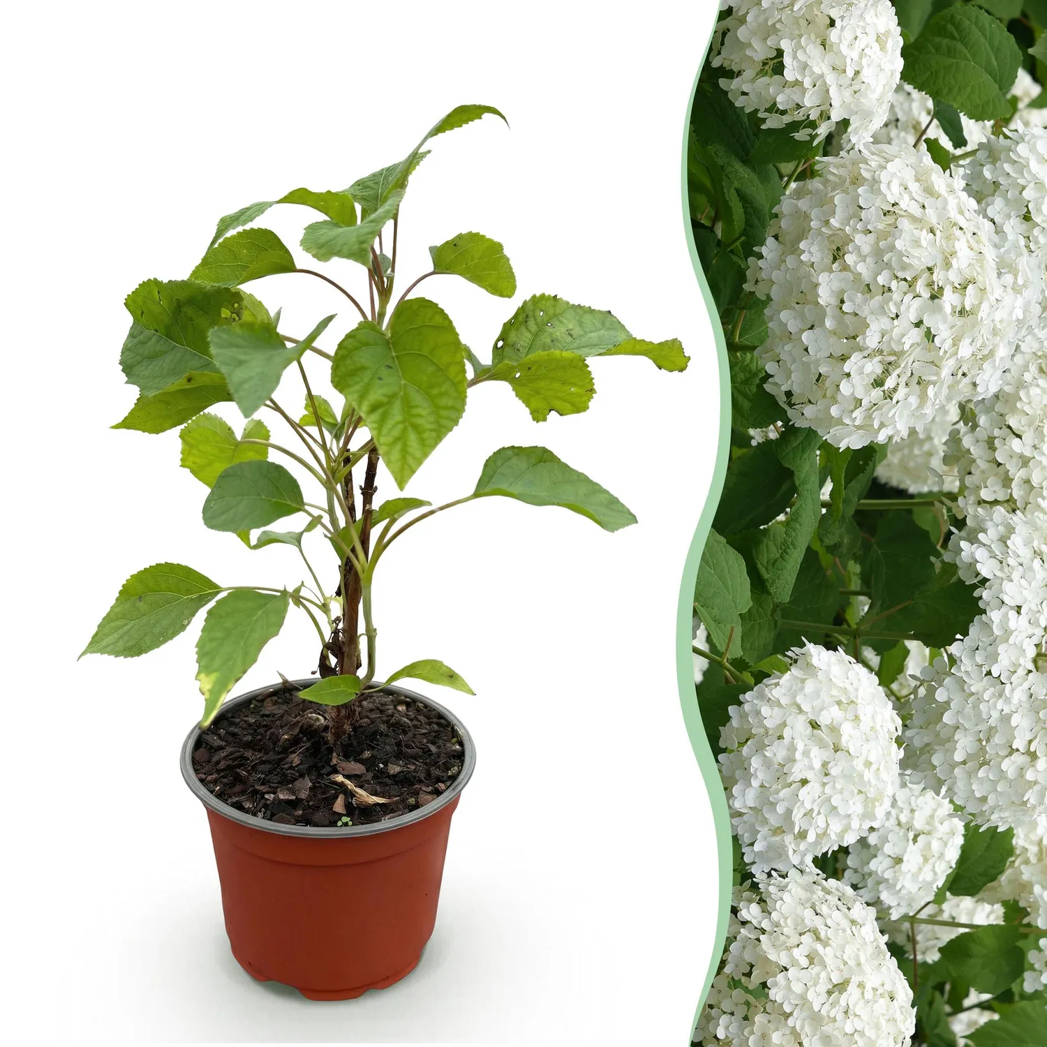 Plant and Stories Hortensia Annabelle arbuste 1 plant blanc