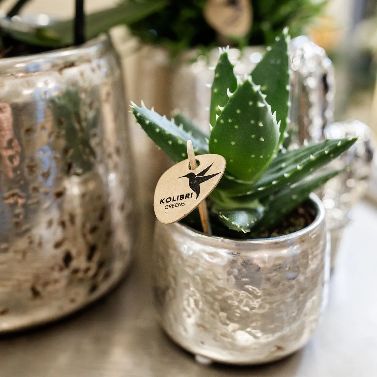 Plant and Stories Luxury cache-pot céramique 6 cm doré
