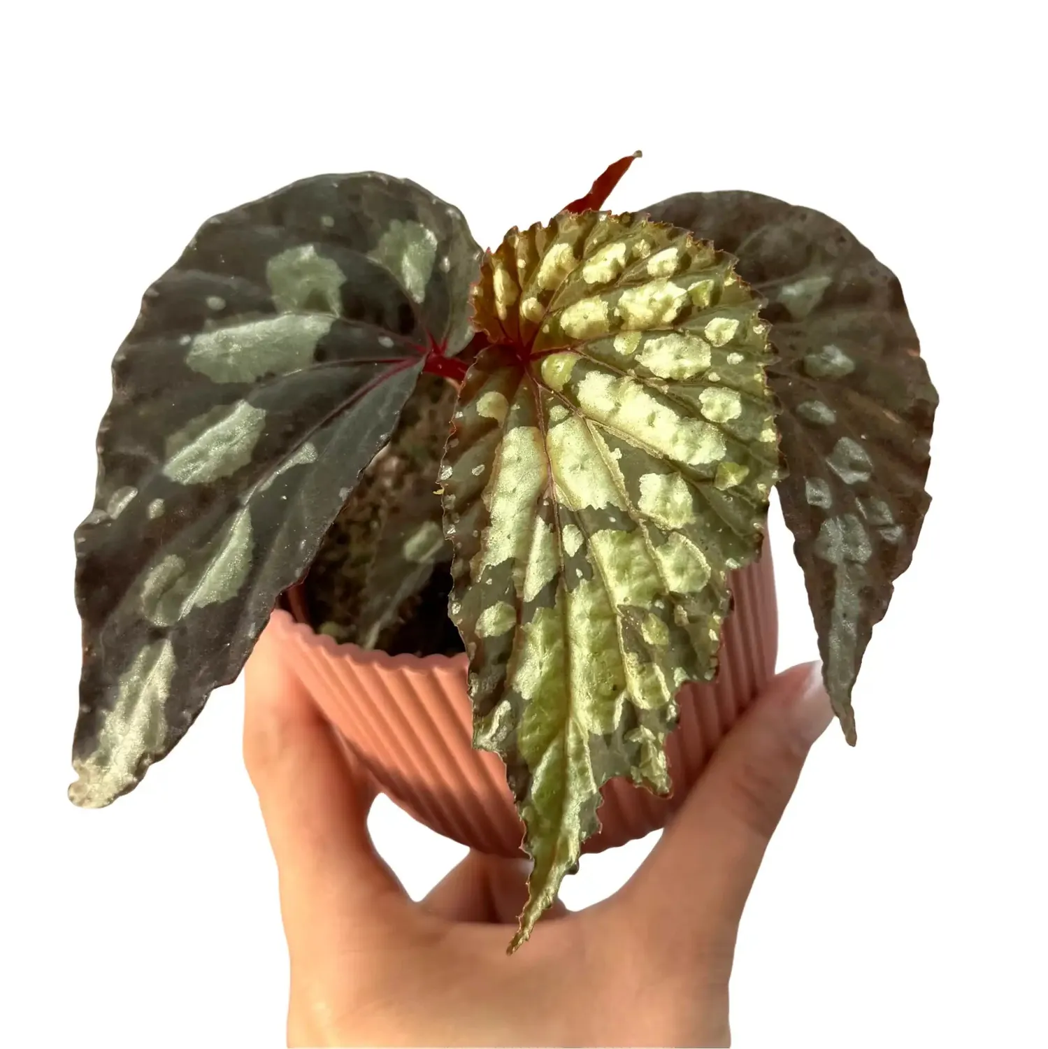 Plant and Stories bégonia Lucifer pot 8 cm fleurs rouge feu