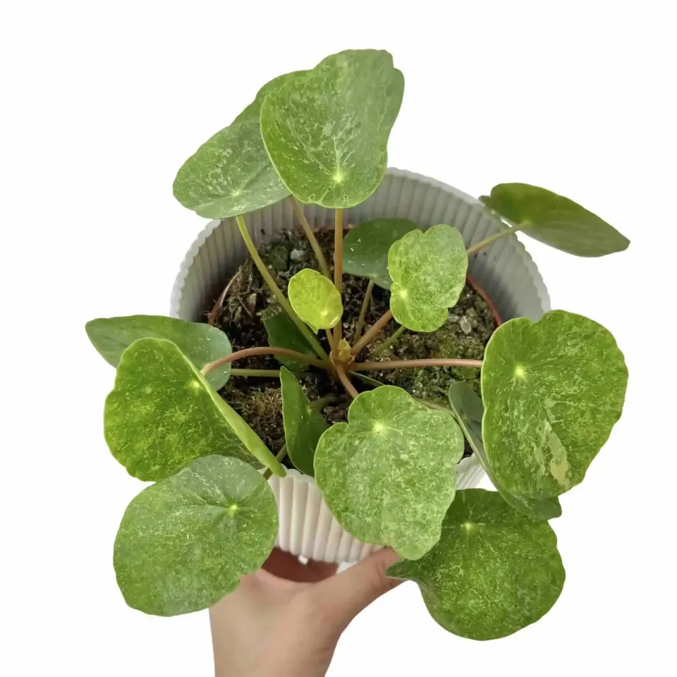 Plant and Stories Pilea Sugar plante d'intérieur pot 6 cm argentée