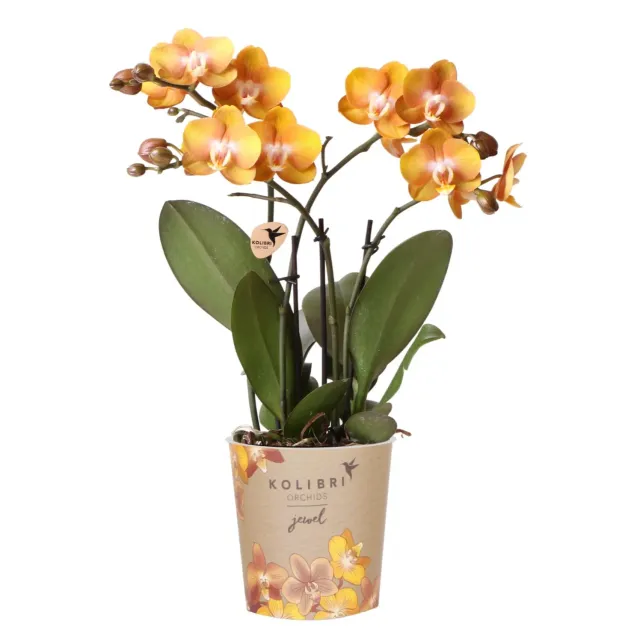 Plant and Stories Phalaenopsis Jewel Las Vegas orchidée orange pot 12 cm