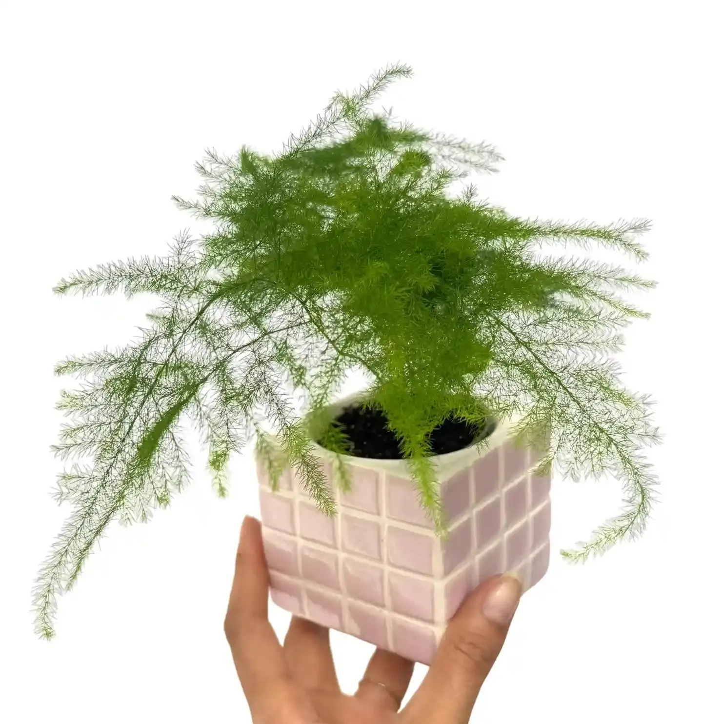 Plant and Stories Asparagus Plumosus Setaceus fougère pot 6cm