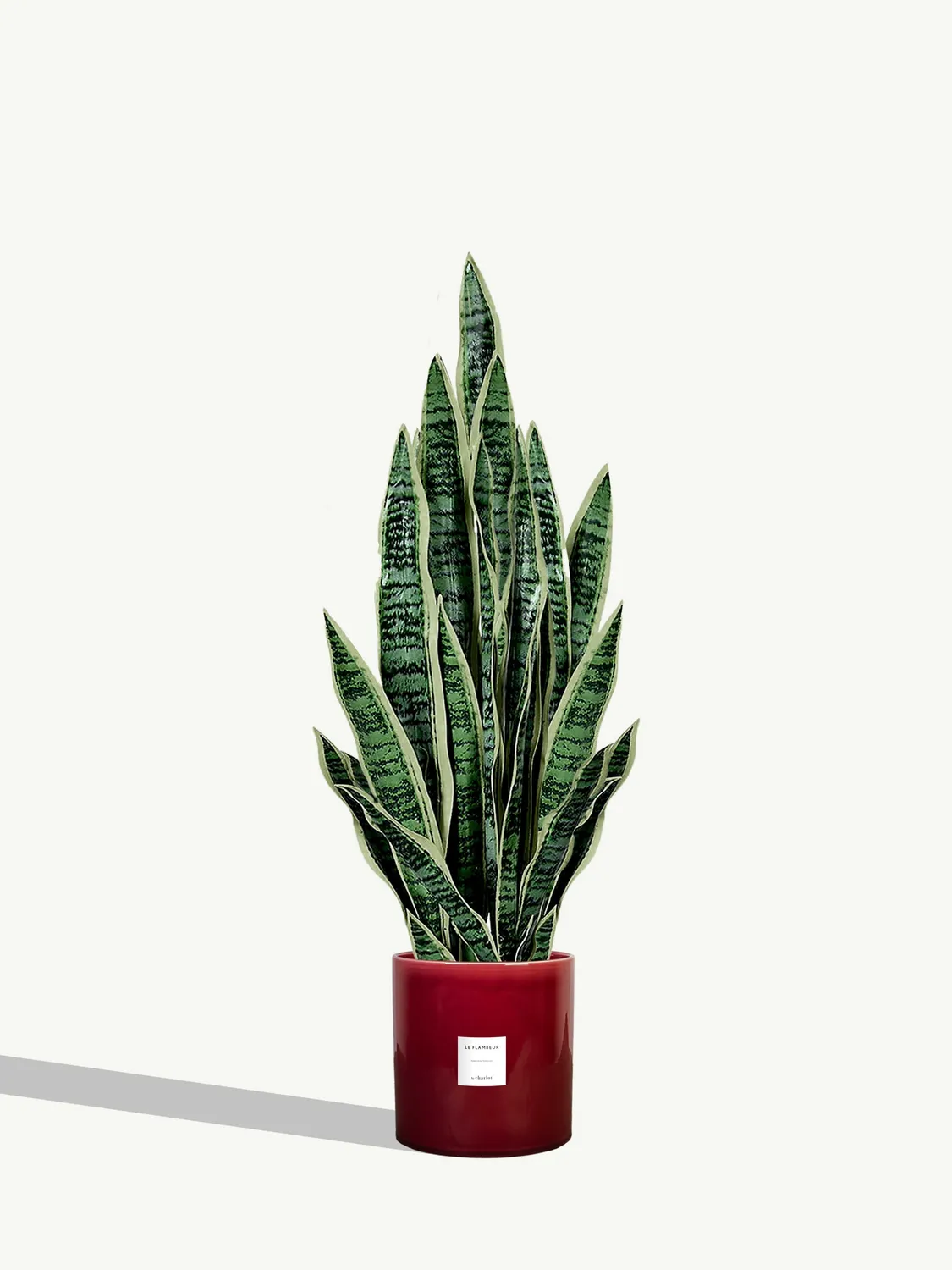 By Charlot Le Flambeur plante Sansevieria 80 cm avec pot XL