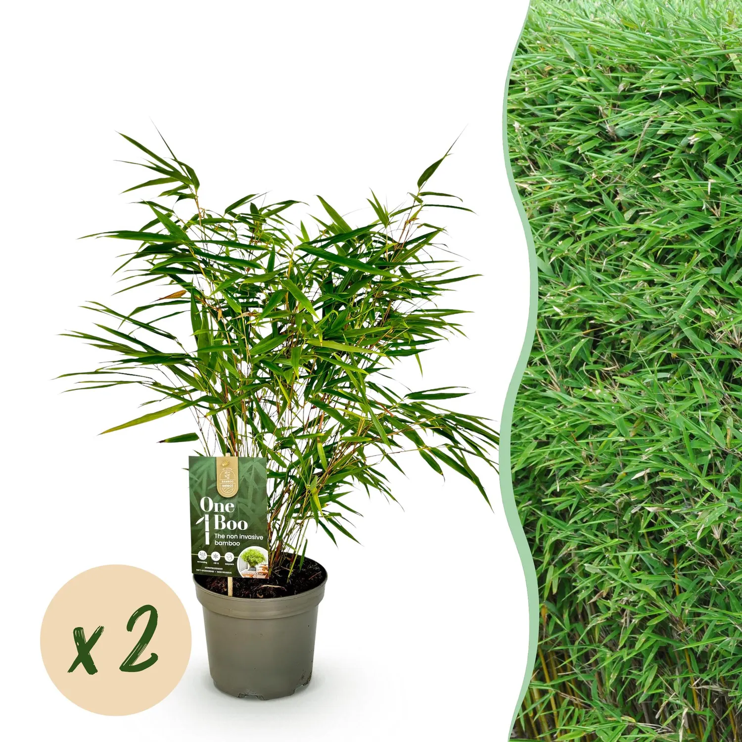 Plant and Stories Fargesia Rufa bambou brise-vue 1 plant pot 17 cm