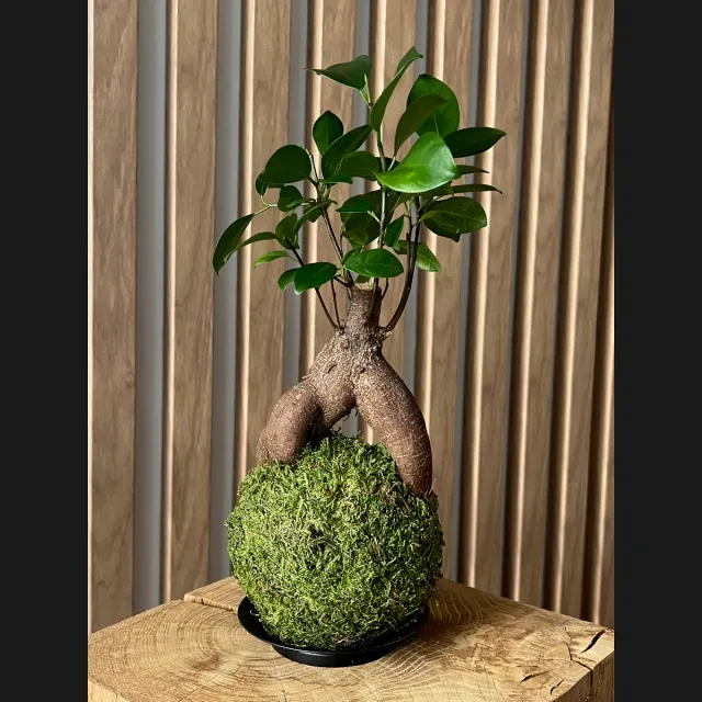 Oh My Green Ficus Ginseng kokedama taille S arrosage seringue