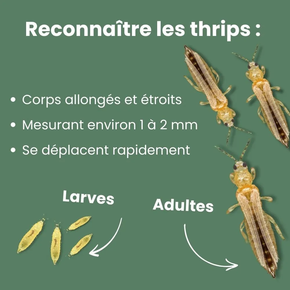 Plant and Stories pièges bleus englués anti-thrips x10