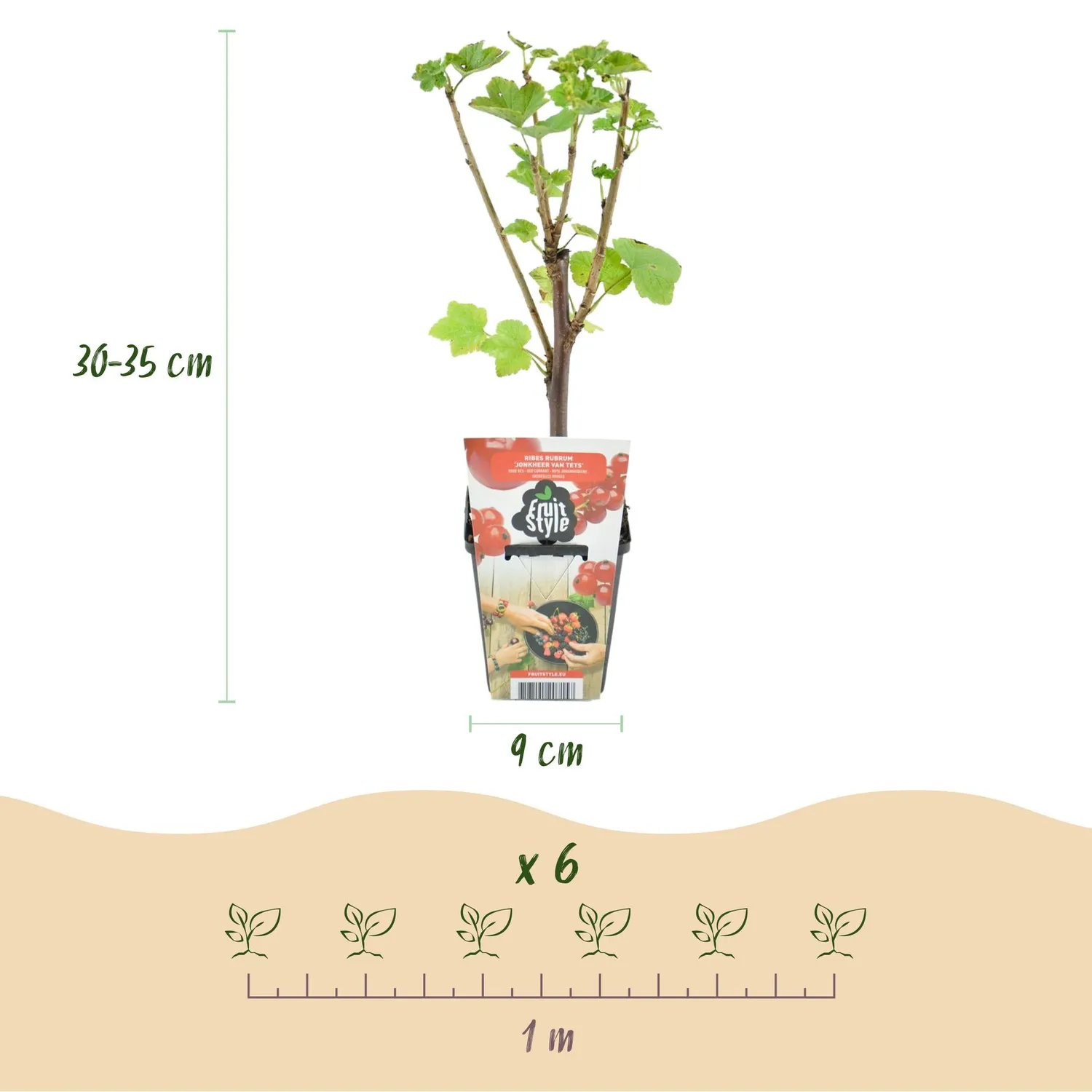 Plant and Stories Jonkheer van Tets groseillier 3 plants rustique