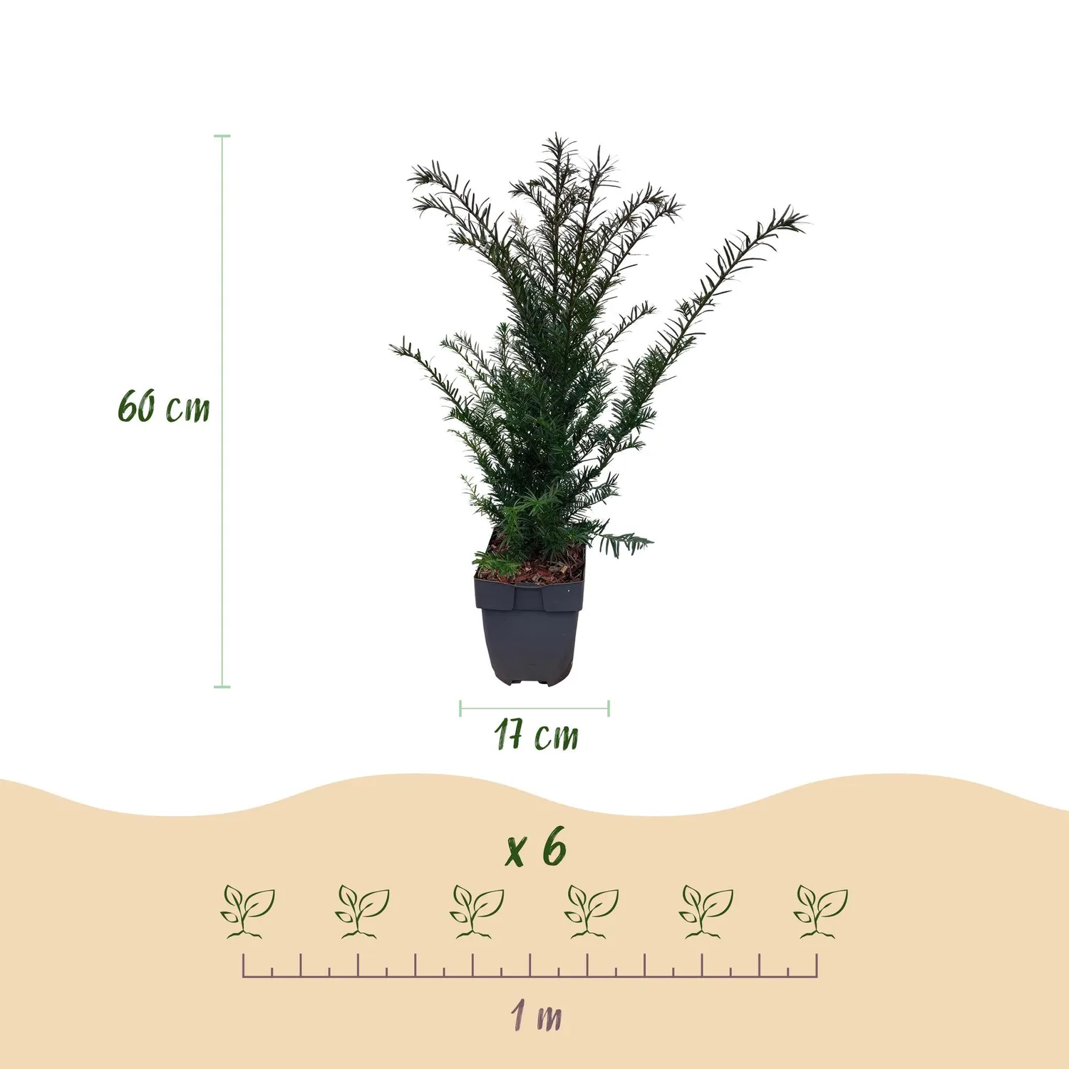 Plant and Stories If commun Taxus baccata plante de haie lot 6 persistante