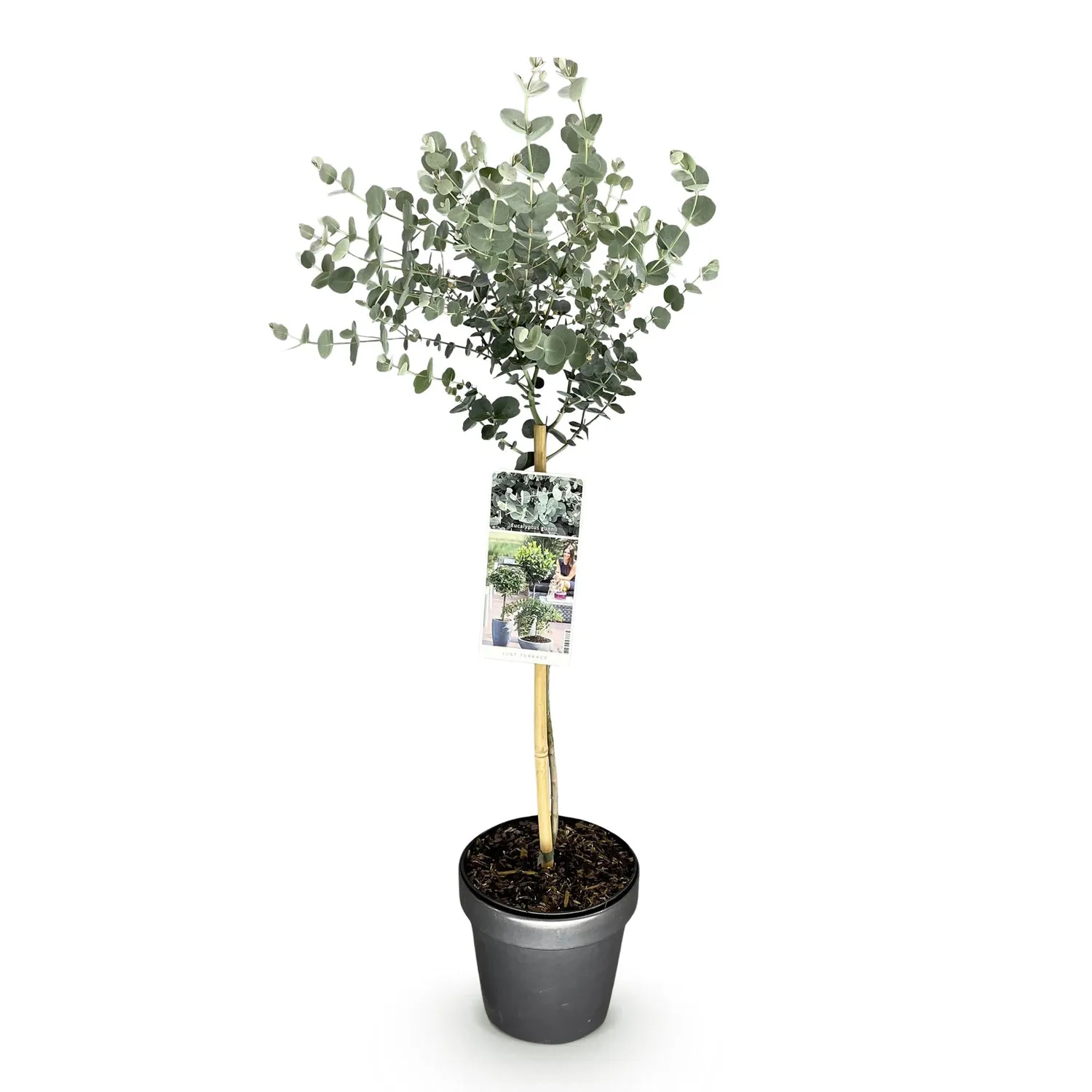 PLANT AND STORIES Eucalyptus Azure gunnii arbuste pot 19 cm 70-90 cm