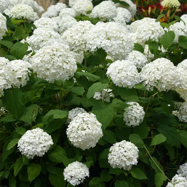 Plant and Stories Hortensia Annabelle arbuste pot 17 cm blanc