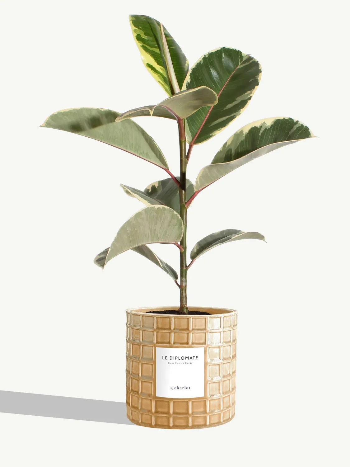 By Charlot Le Diplomate plante verte ficus pot 14 cm