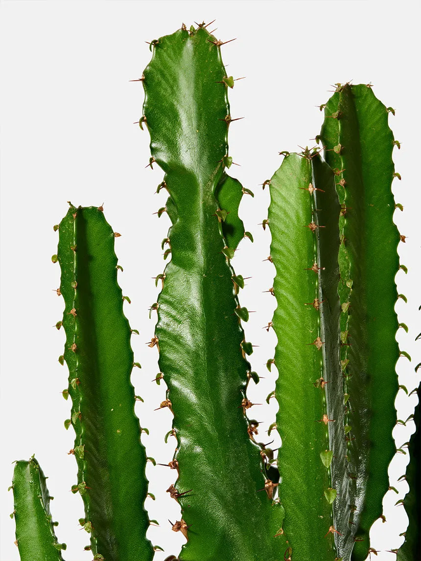 By Charlot Le Splendide plante euphorbe 28-32 cm