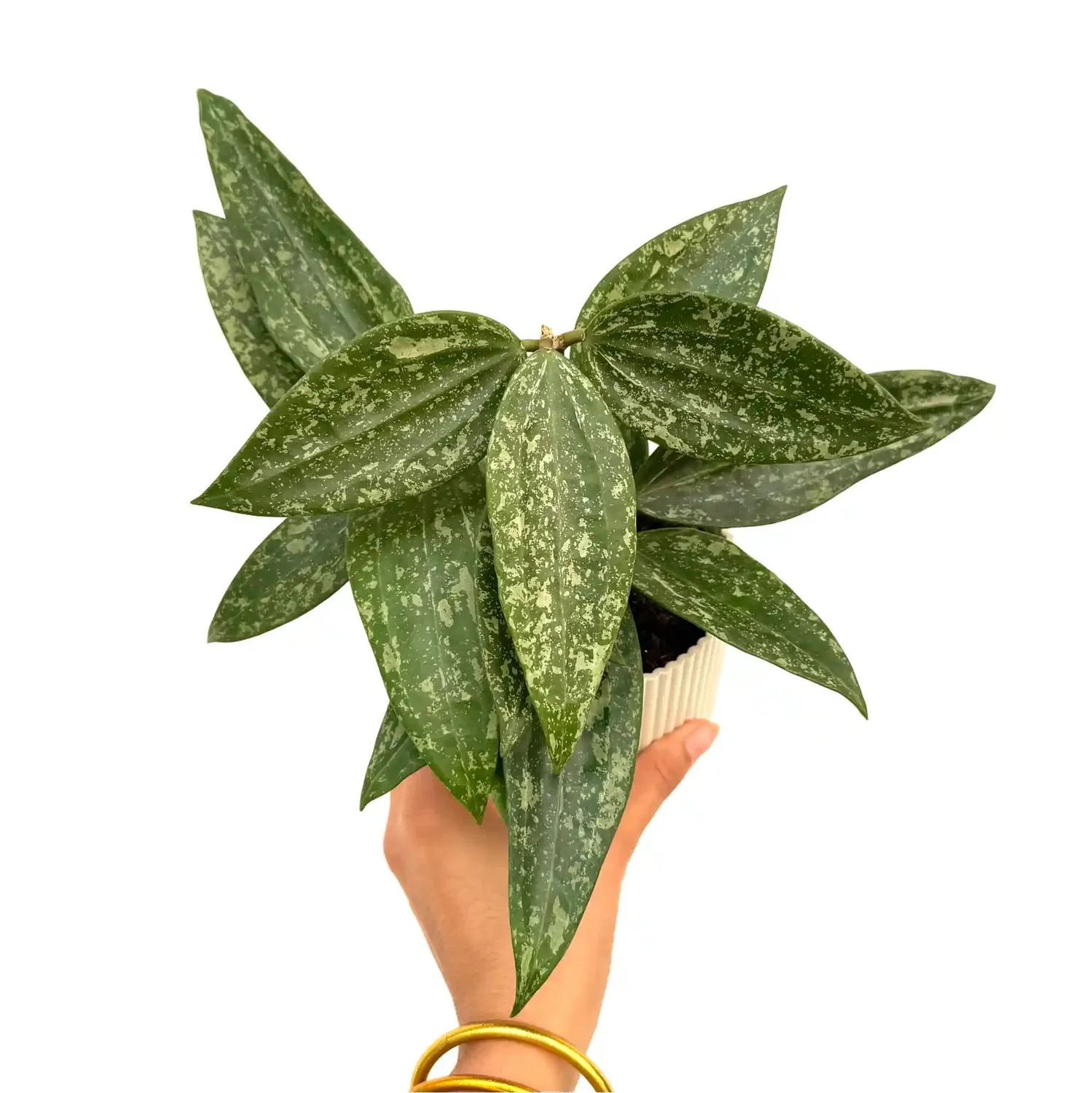 Plant and Stories Rangsan hoya grimpante pot 6cm