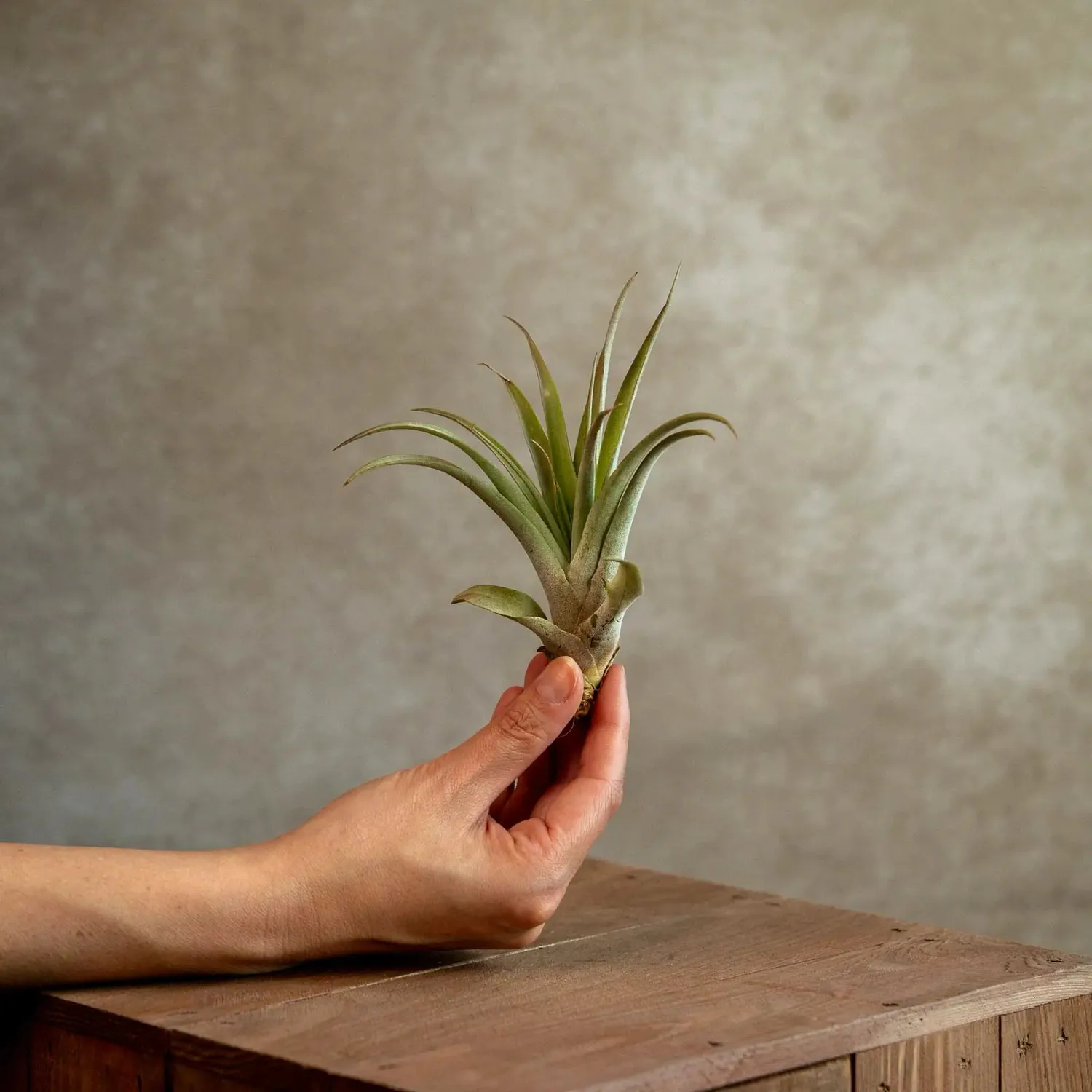 Airplantshop Tillandsia Capitata plante aérienne medium