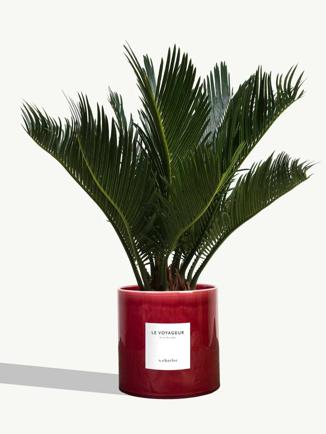 By Charlot Le Voyageur plante Cycas Revoluta pot 14 cm