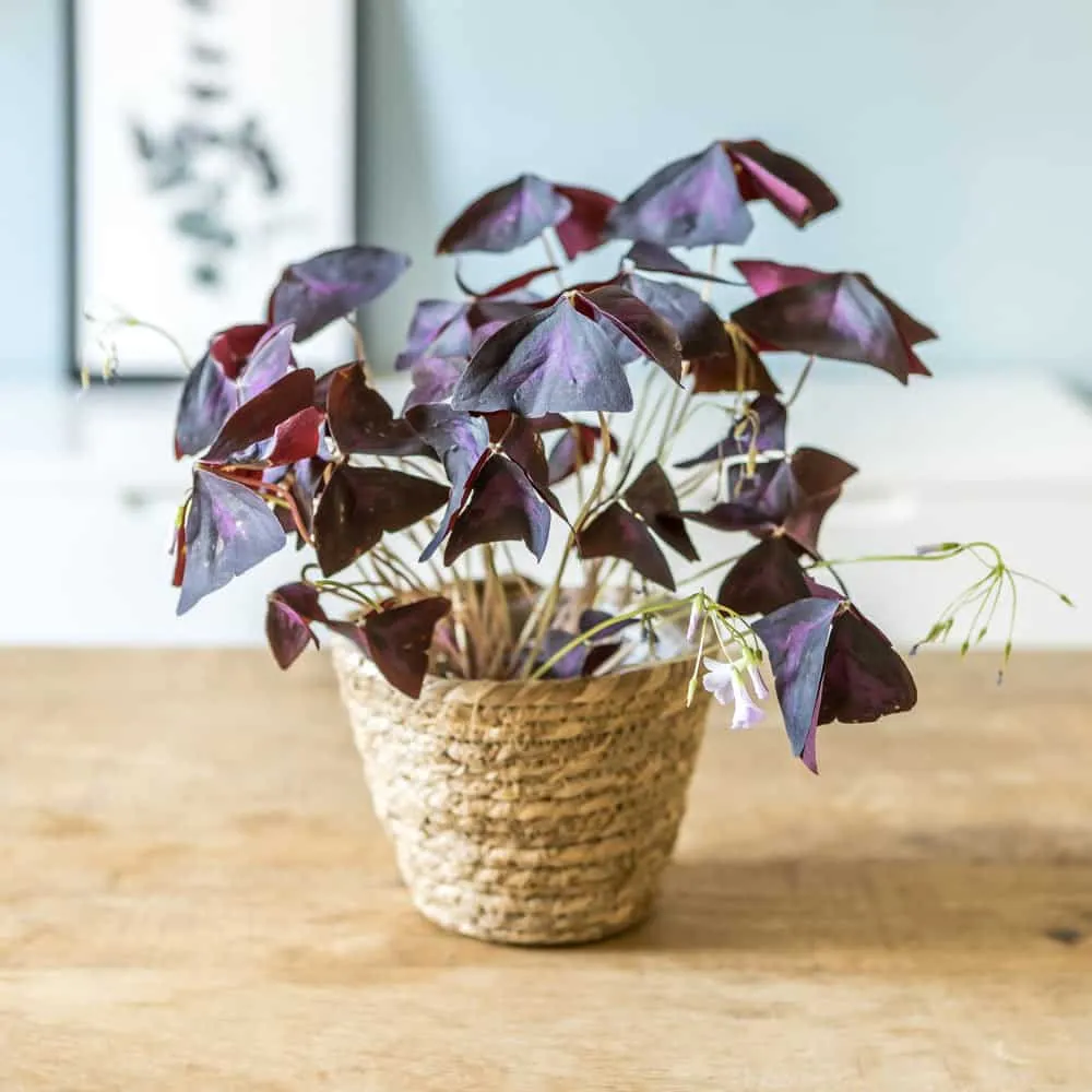 Réconciliation Végétale Hugo oxalis triangularis plante pourpre D11