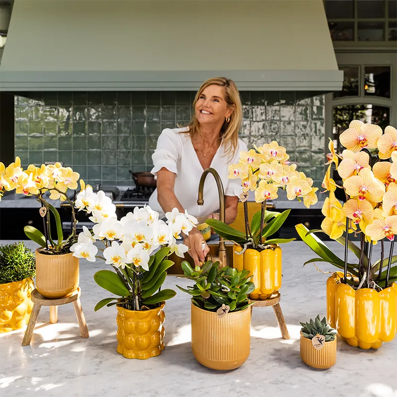 Plant and Stories Phalaenopsis Sunny Bunny orchidée jaune rose pot 12