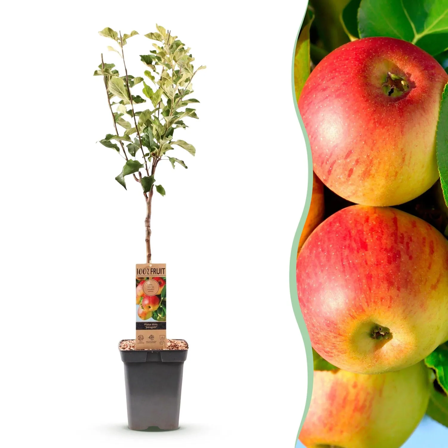 Plant and Stories Pommier Jonagold arbre fruitier 21cm 90cm