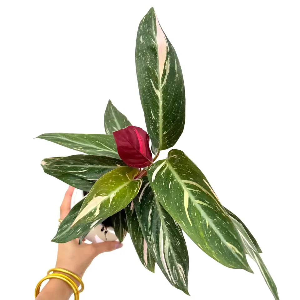 Plant and Stories Triostar stromanthe pot 11cm tricolore