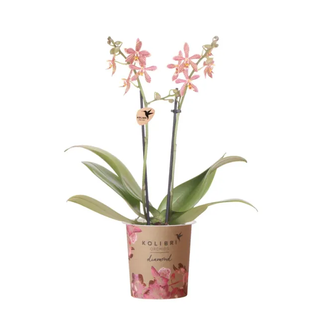 PLANT AND STORIES Phalaenopsis Spider orchidée pot 9 cm orange