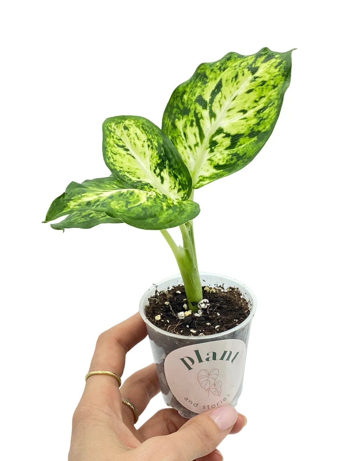 Plant and Stories Dieffenbachia Mars plante 12 cm