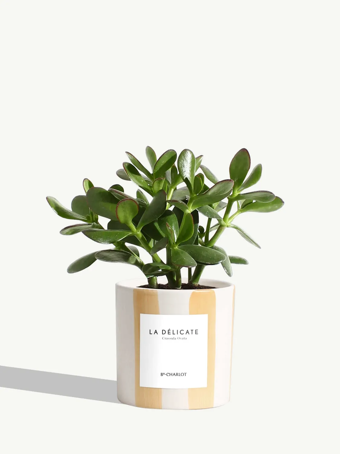By Charlot La Délicate plante pot S crassula ovata