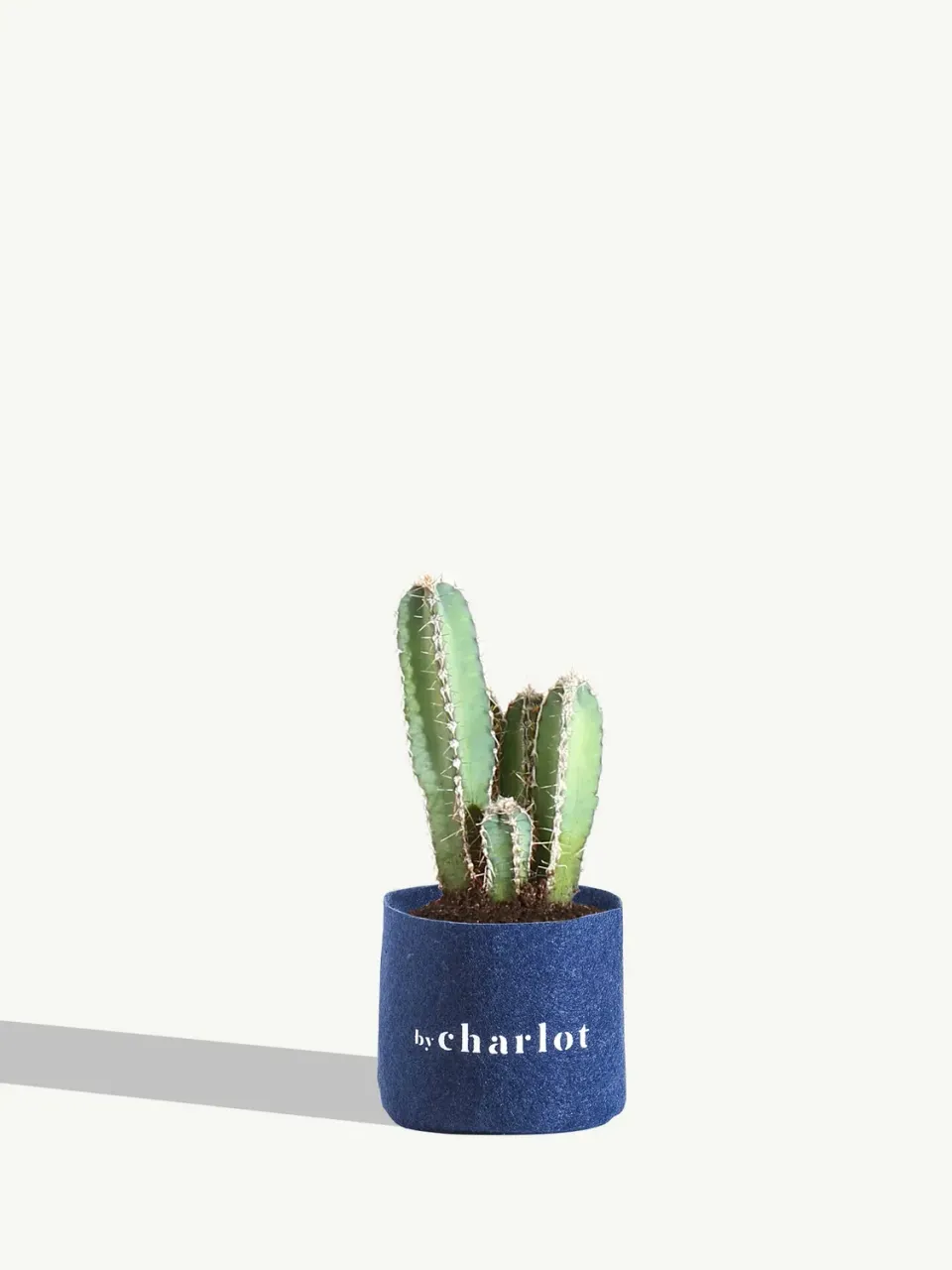 By Charlot Le Raffiné cactus Cereus 10-14 cm