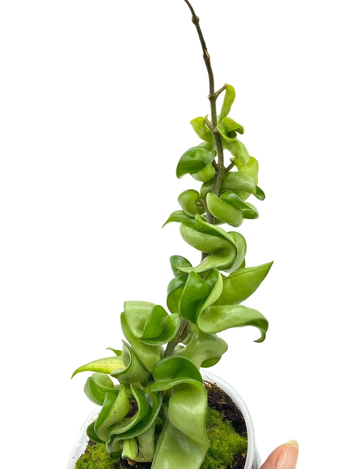 Plant and Stories Carnosa Compacta hoya plante pot 6cm torsadée