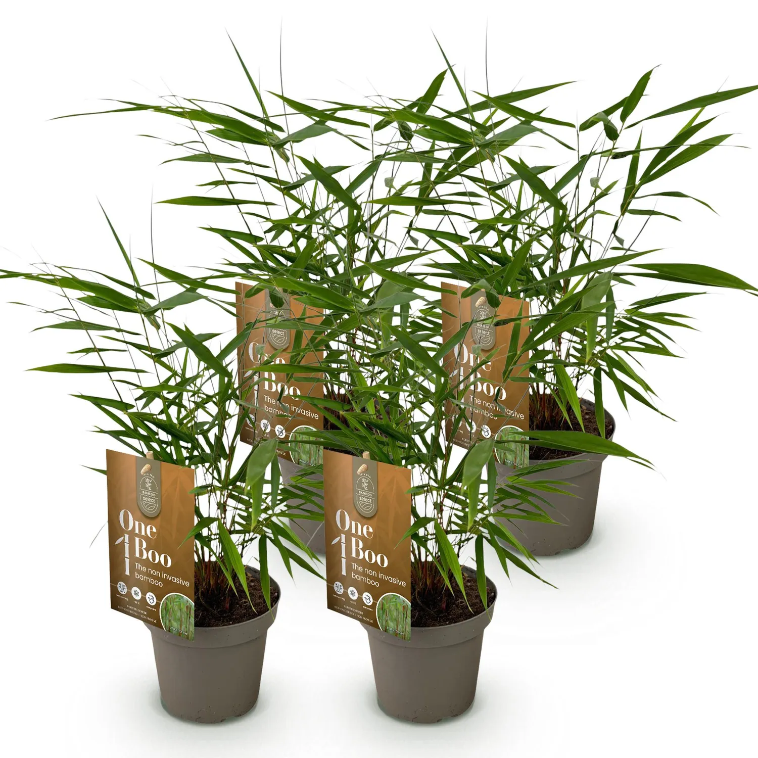 Plant and Stories Fargesia Asian Wonder bambou 2 plants non traçant