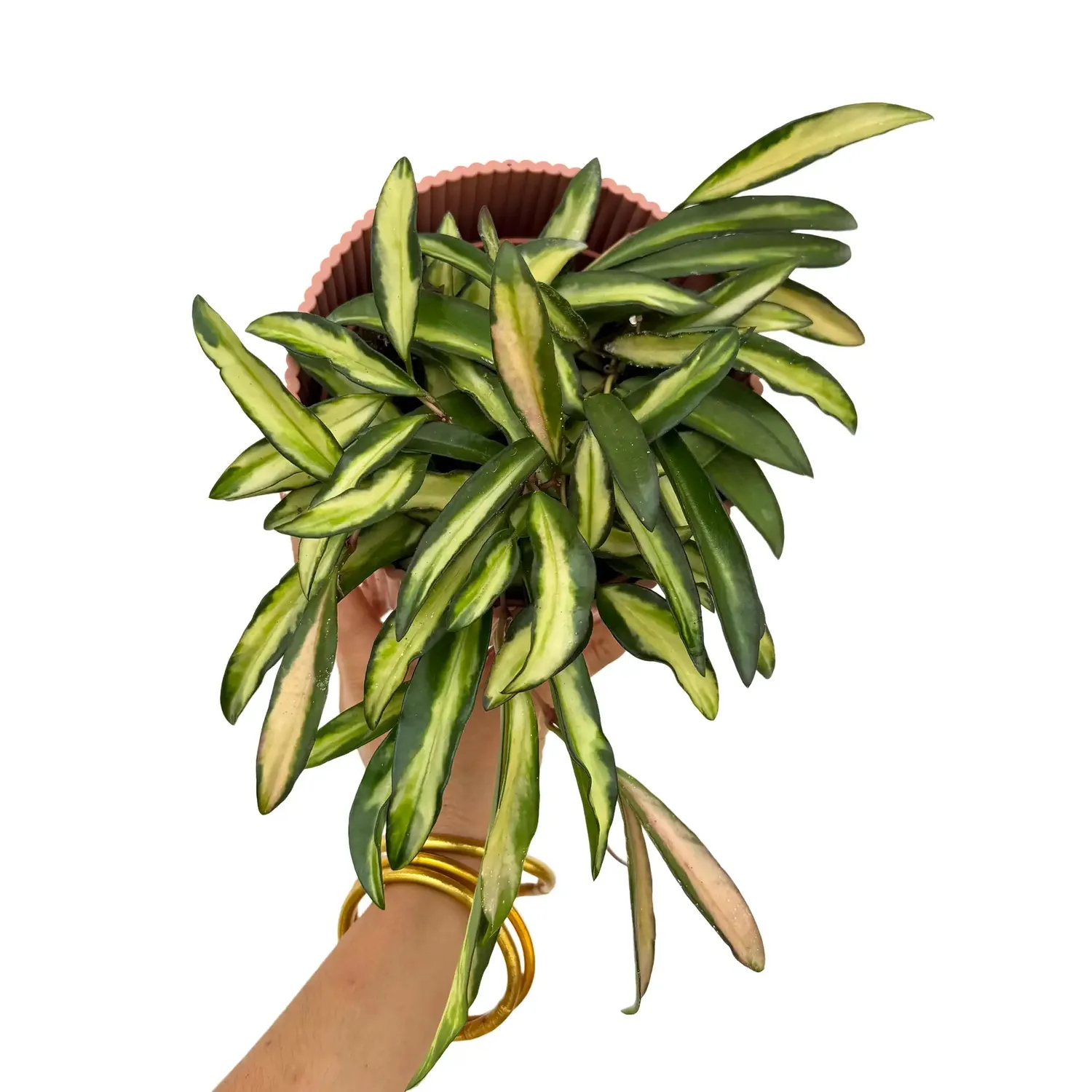 Plant and Stories Hoya Wayetii Variegata plante intérieur pot 9cm