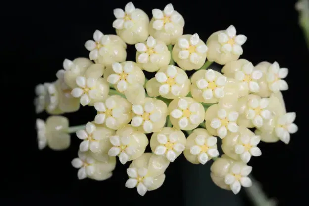Plant and Stories Hoya Hellwigiana plante pot 9 cm blanc