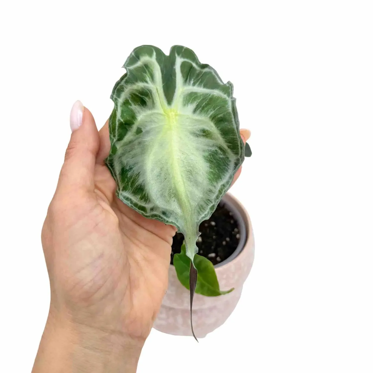Plant and Stories Venom alocasia plante pot 8 cm nervurée