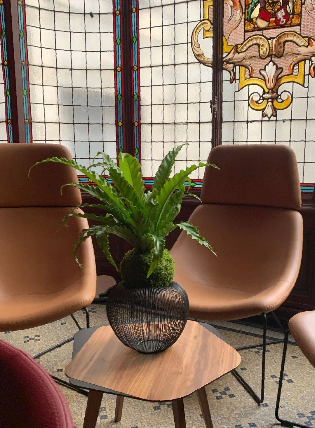 Aquaphyte Gondwana Ni kokedama fougere Osaka purifiant