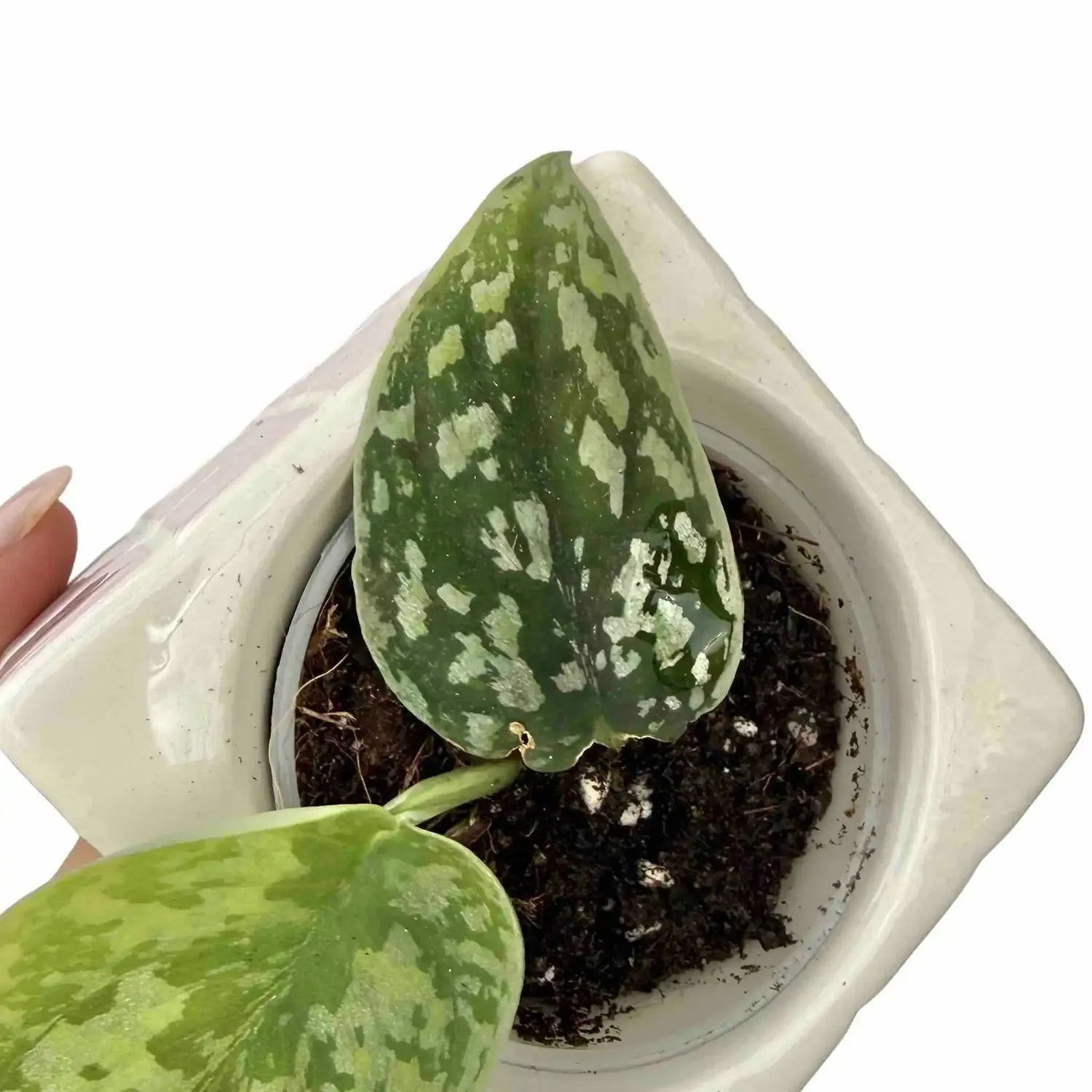 Plant and Stories Scindapsus Tricolor Silver plante pot 6 cm argentée