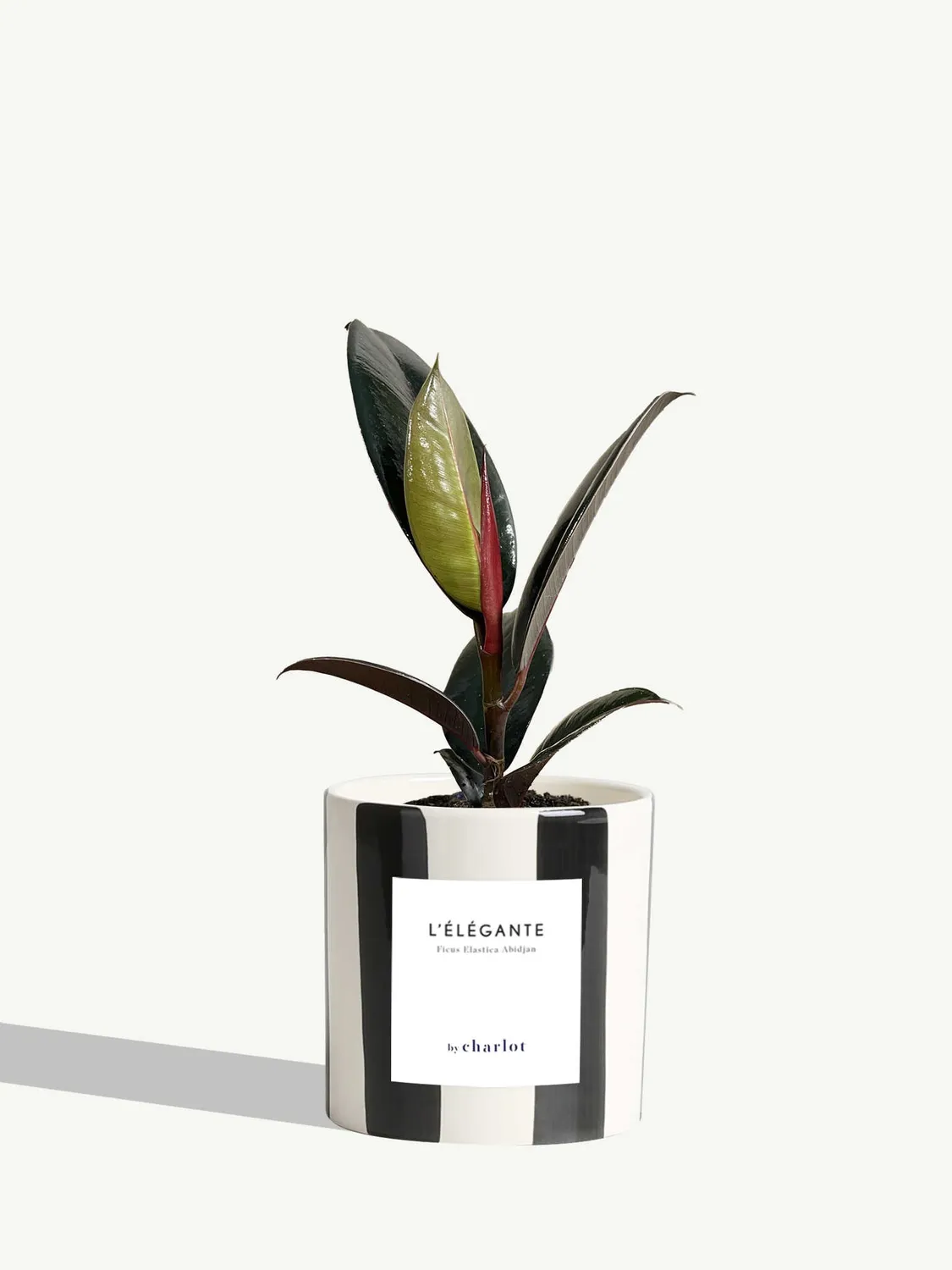 By Charlot L'Élégante Plante verte facile d'entretien