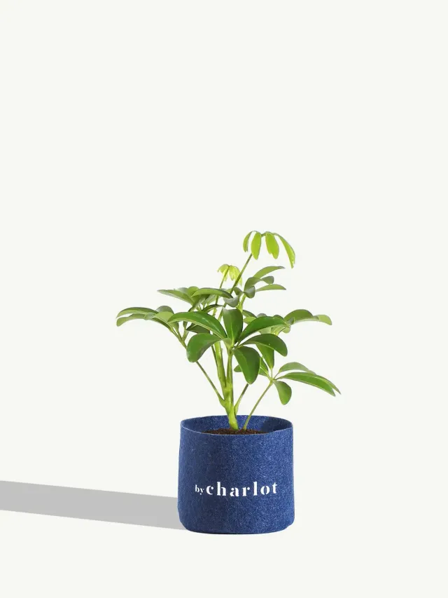 By Charlot La Pétillante Schefflera recharge XS céramique
