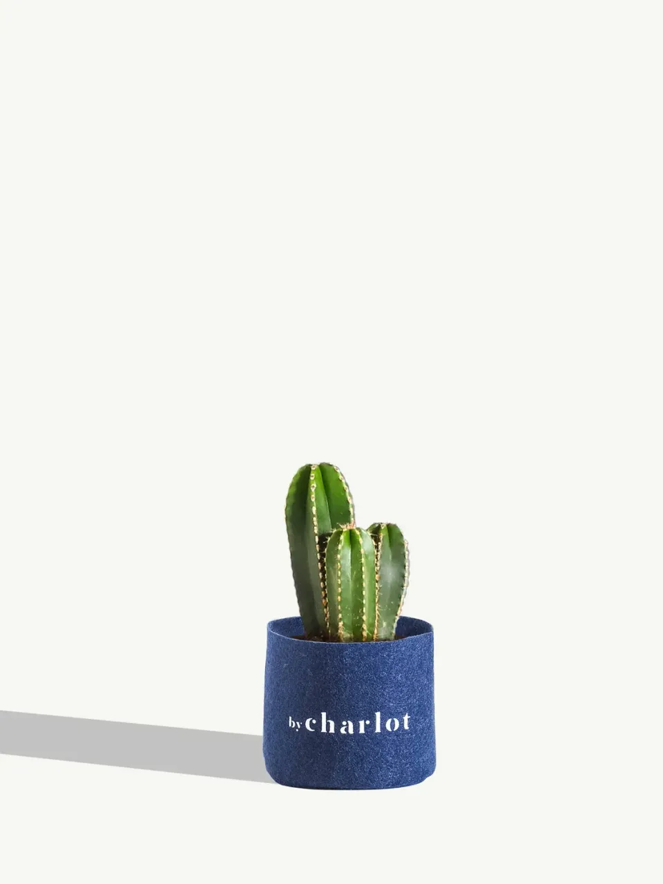 By Charlot Le Dandy cactus XS Lemaireocereus 9 cm