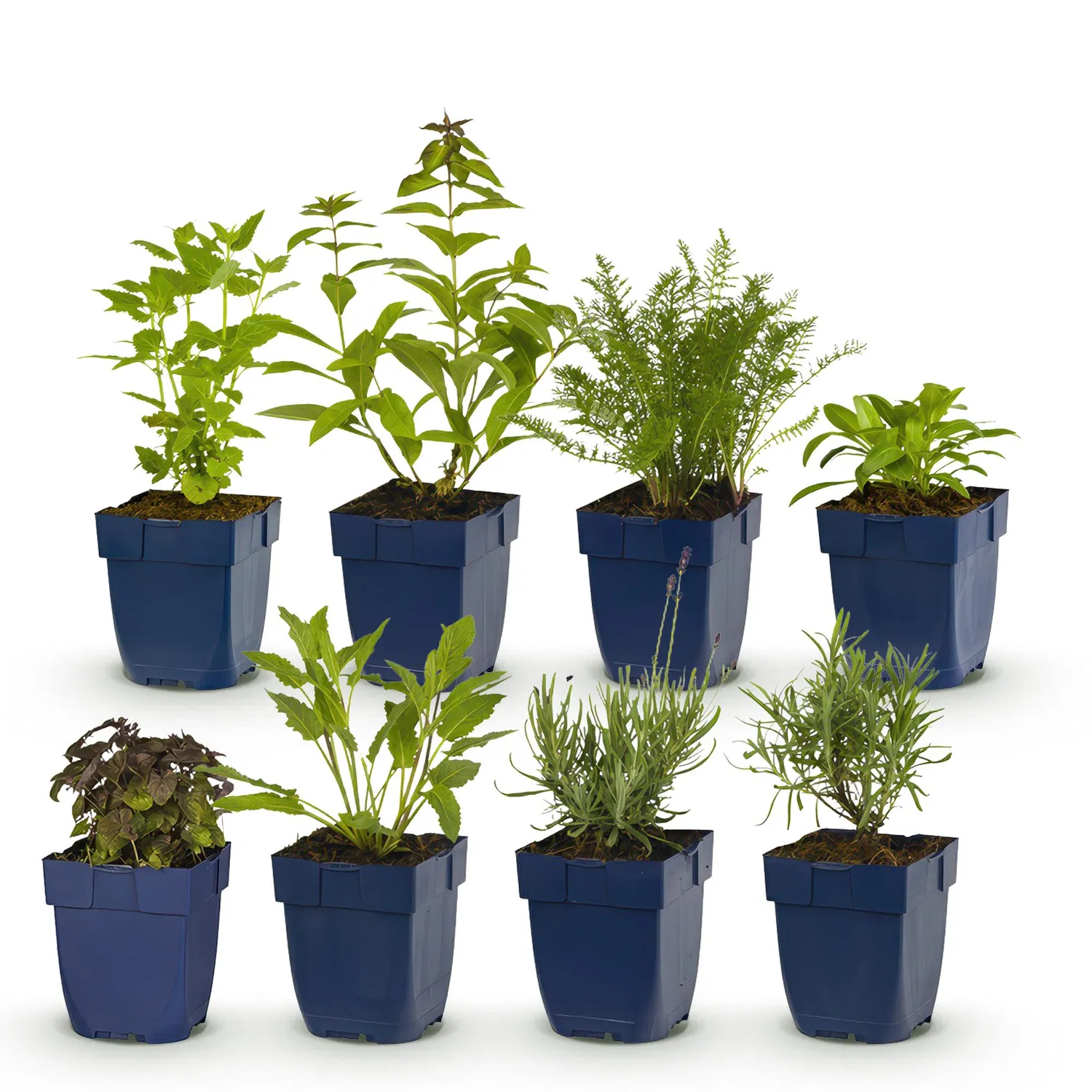 Plant and Stories vivaces parfumées massif lot 6 pots 11 cm