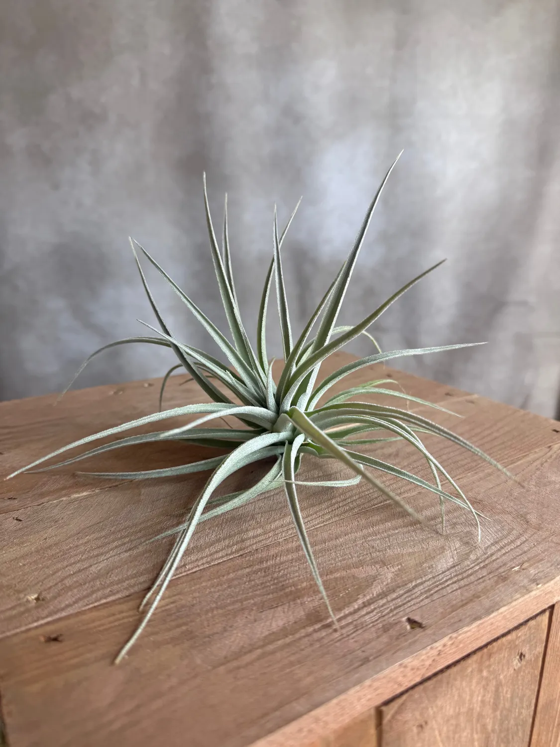 Airplantshop Tillandsia pohliana plante aérienne 10 cm xeric