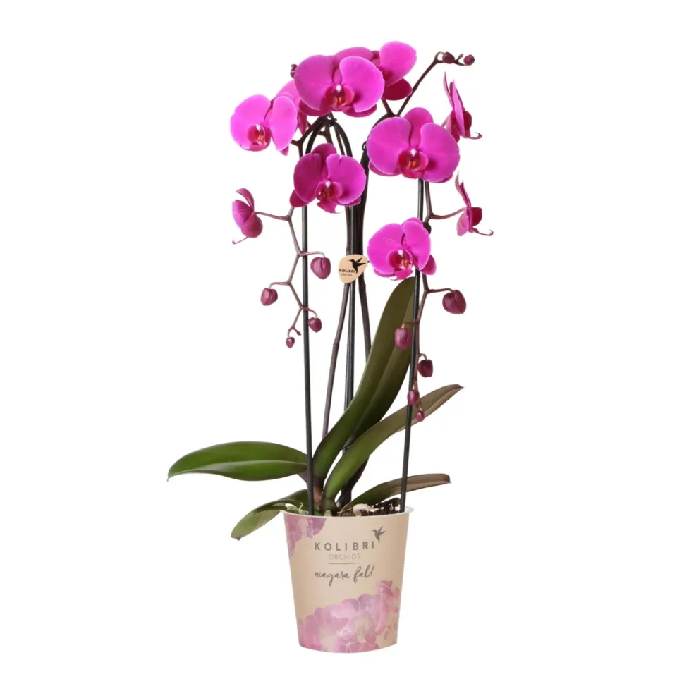 Plant and Stories Freeride orchidée violette pot 12 cm
