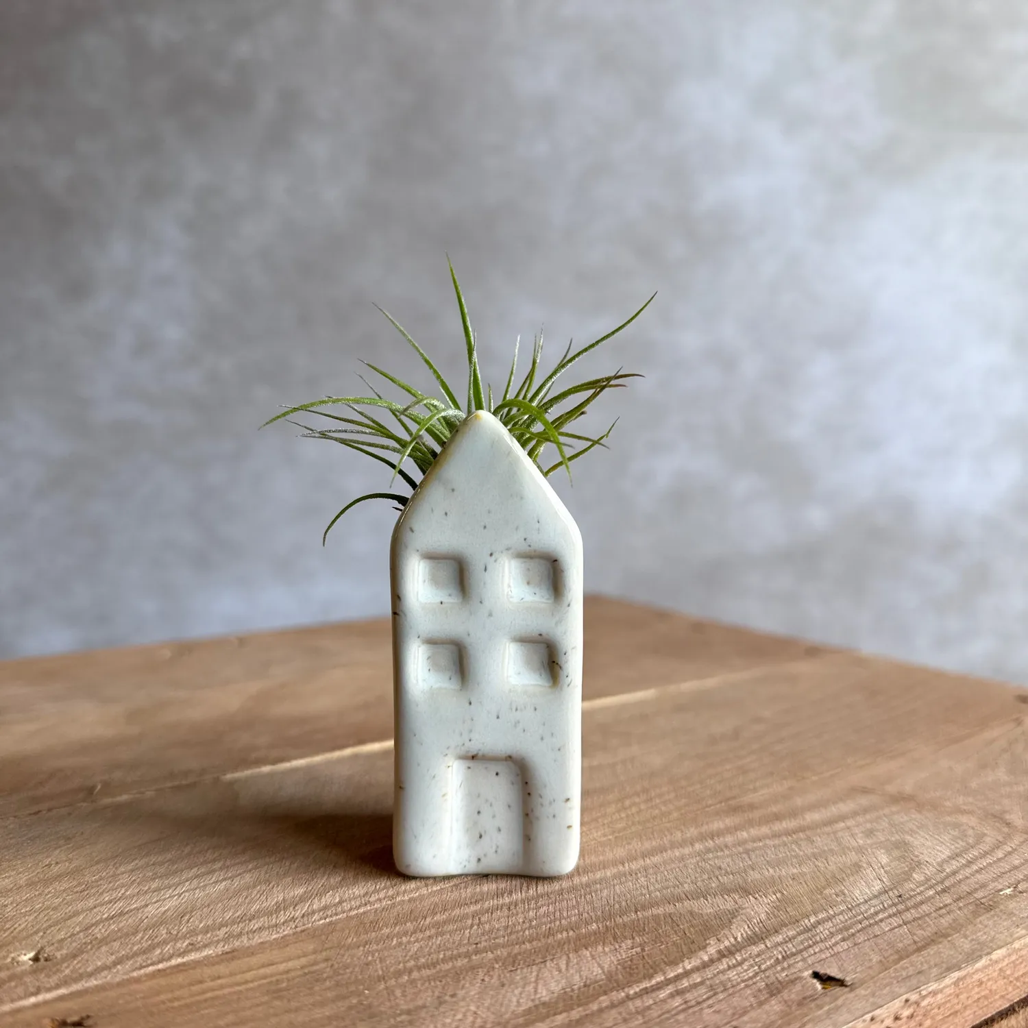 Airplantshop maison miniature Grachtenpandje Tillandsia bleu
