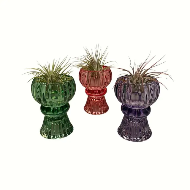 Airplantshop Petit Vase Violet Plante Aérienne Ionantha